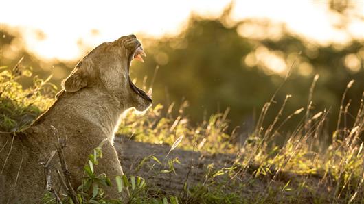 Singita Sweni Lodge